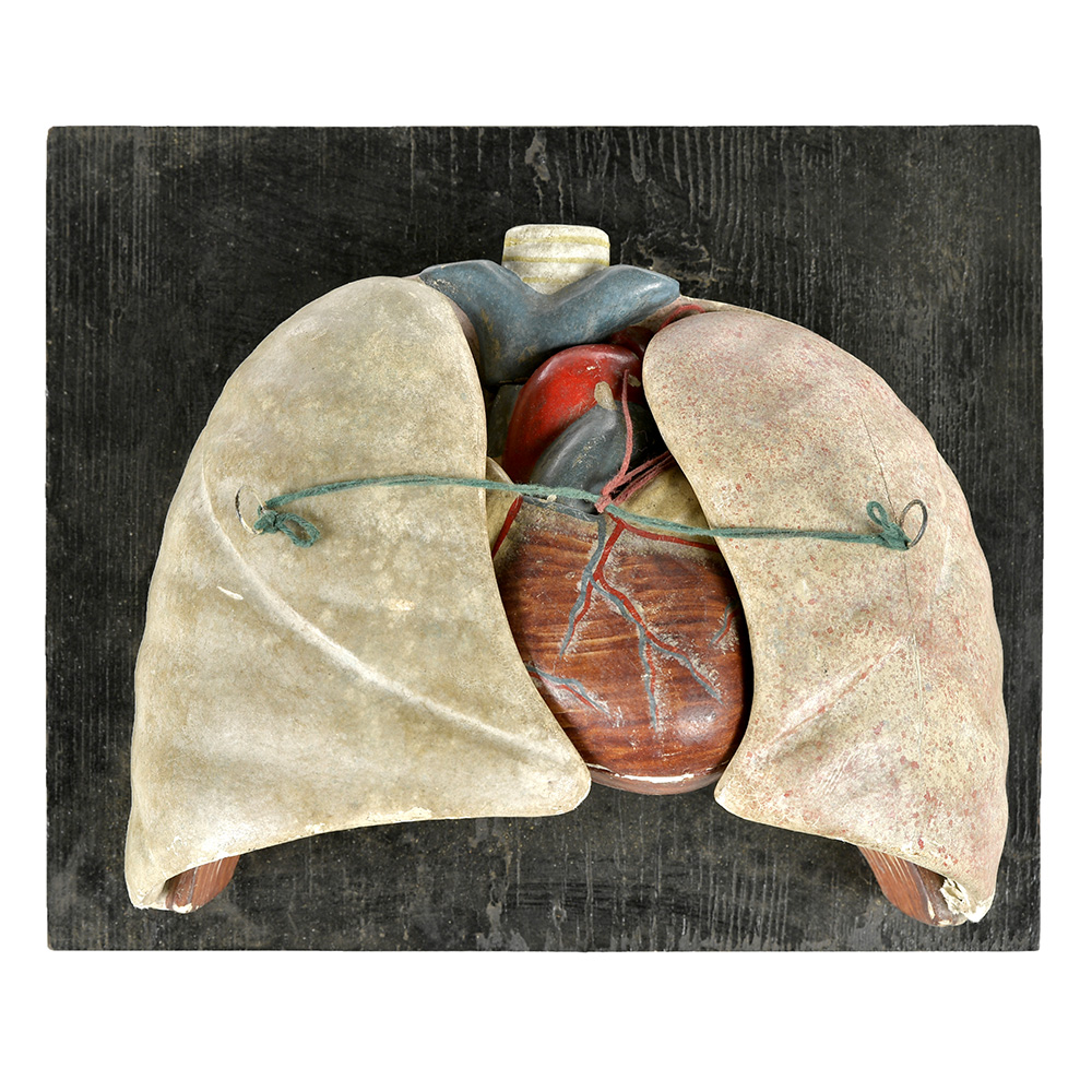 maquette-coeur-poumons_001