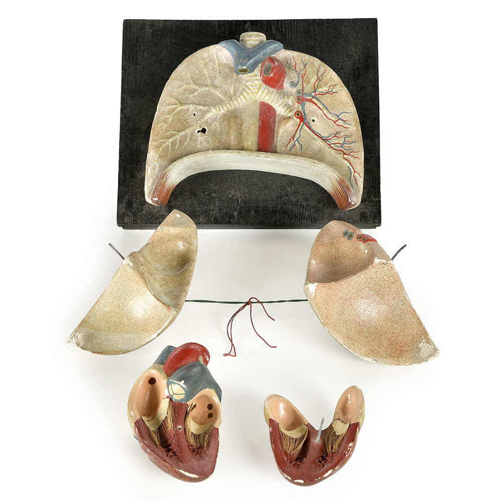 maquette-coeur-poumons_002