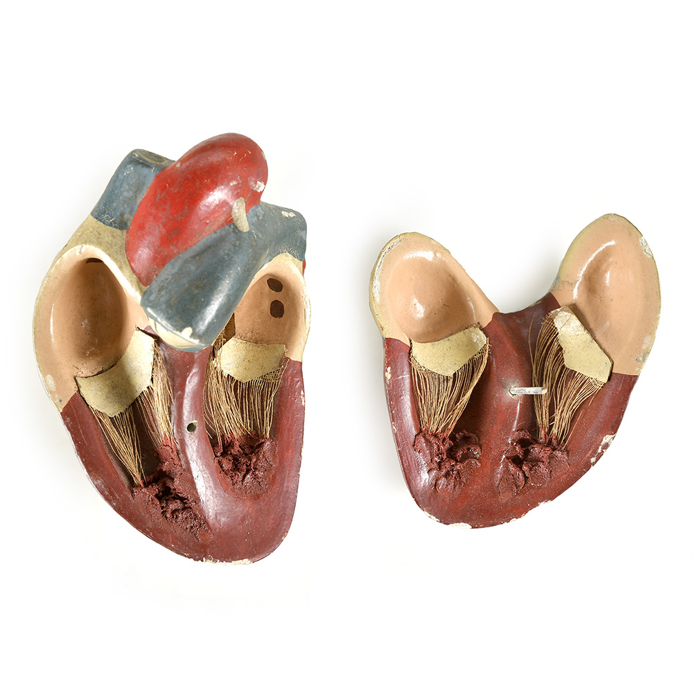 maquette-coeur-poumons_003