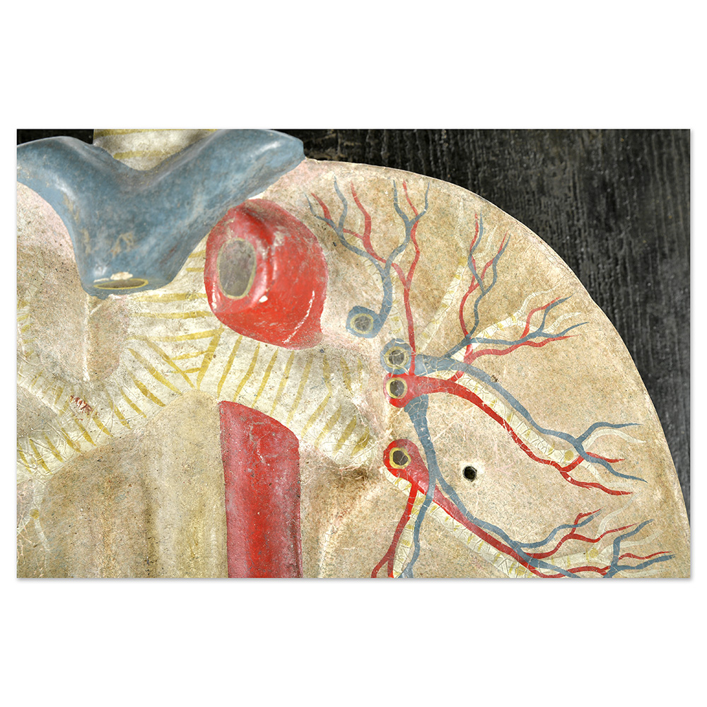 maquette-coeur-poumons_004